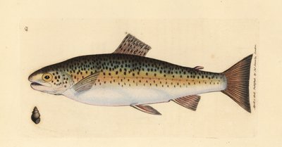 Brunørred, Salmo trutta fario (Gillaroo-ørred, Salmo fario). Håndfarvet kobberstik af James Sowerby fra The British Miscellany, eller farvede figurer af nye, sjældne eller lidet kendte dyreemner. af James Sowerby