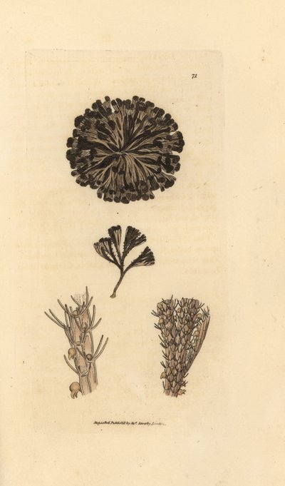 Bugulina avicularia (Flustra avicularis). Håndfarvet kobberstik af James Sowerby fra The British Miscellany, eller farvede figurer af nye, sjældne eller lidet kendte dyreemner. af James Sowerby