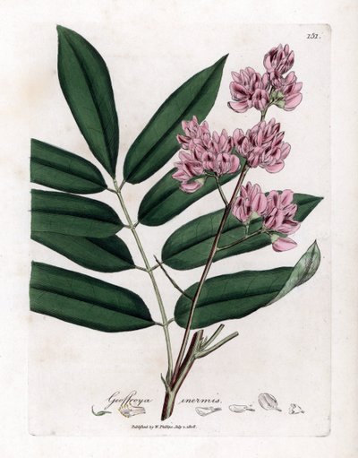 Kåltræ eller kålbark - Kåltræ, Andira inermis. Håndfarvet kobberstik fra en botanisk illustration af James Sowerby fra William Woodville og Sir William Jackson Hookers "" Medical Botany,"" John Bohn, London af James Sowerby