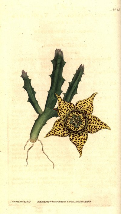 Kaktusstivelse - Orbea variegata (Variegated stapelia, Stapelia variegata). Håndfarvet kobberstik og botanisk illustration af James Sowerby fra William Curtis