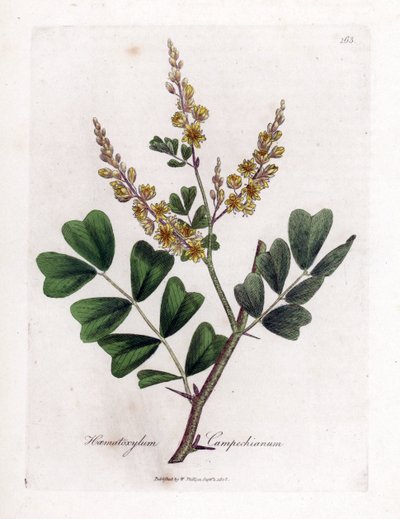 Campeche eller campeche træ - Logwood, Haematoxylum campechianum. Håndfarvet kobberstik fra en botanisk illustration af James Sowerby fra William Woodville og Sir William Jackson Hookers "" Medical Botany,"" John Bohn, London af James Sowerby