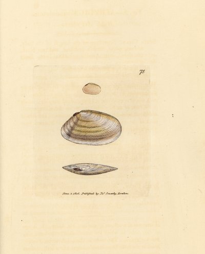 Candystick tellina shell, Tellina similis. Håndfarvet kobberstik af James Sowerby fra The British Miscellany, eller farvede figurer af nye, sjældne eller lidet kendte dyreemner. af James Sowerby