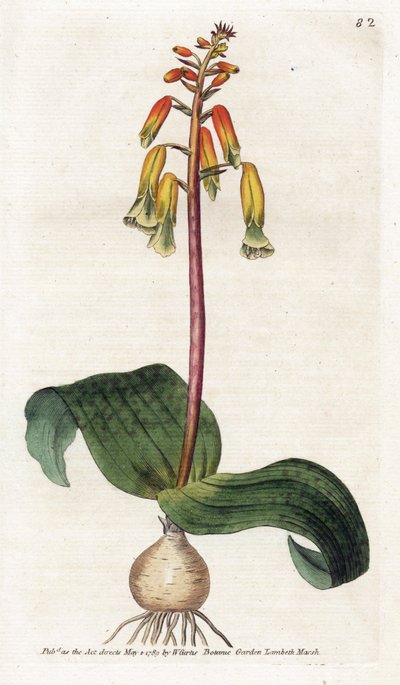 Cape Town Cuckoo - Litografi af James Sowerby (1757-1822), tallerken fra Botanical Magazine af William Curtis (1746-1799) af James Sowerby