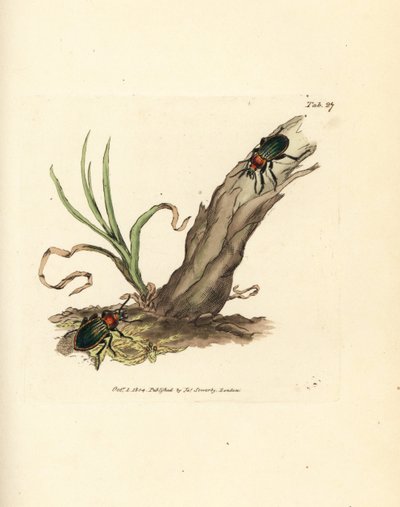 Carabus nitens bille. Håndfarvet kobberstik af James Sowerby fra The British Miscellany, eller farvede figurer af nye, sjældne eller lidet kendte dyreemner. af James Sowerby