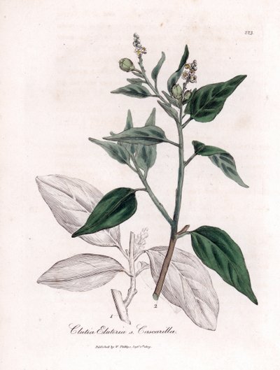 Cascarille officinale eller blødt eller imiteret quinquinatræ - Cascarilla, Croton (Clutia) eluteria. Håndfarvet kobberstik fra en botanisk illustration af James Sowerby fra William Woodville og Sir William Jackson Hookers "" Medical Botany,"" John af James Sowerby