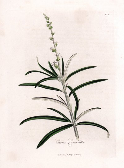 Cascarille officinale eller blødt træ eller faux quinquina - Cascarilla, Croton eluteria. Håndfarvet kobberstik fra en botanisk illustration af James Sowerby fra William Woodville og Sir William Jackson Hookers "" Medical Botany,"" John Bohn, Lo af James Sowerby