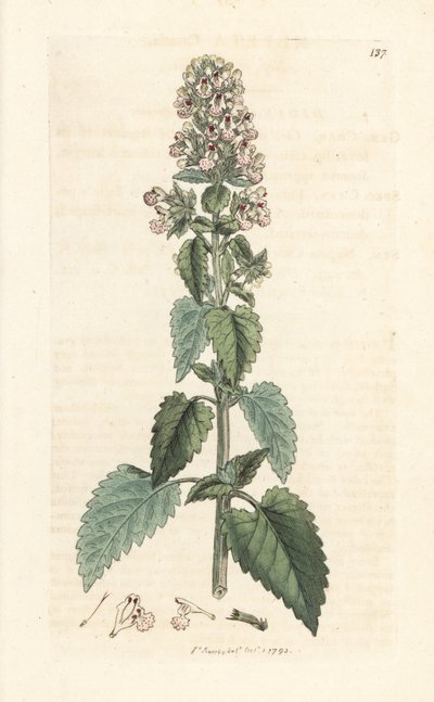 Catnip, Nepeta cataria (cataire) Håndfarvet kobberstik efter en illustration af James Sowerby fra James Smith
