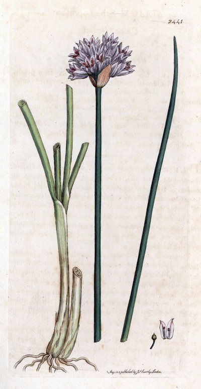 Purløg (Allium schoenoprasum). Håndfarvet kobberstik fra en botanisk illustration af James Sowerby til James Smiths bog "English botanical"" (1790-1814). Den utrættelige Sowerby (1757-1822) tegnede mere end 2500 planter til Smith Mammoth “English Bot af James Sowerby