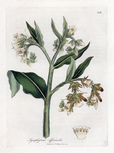Comfrey - Comfrey, Symphytum officinale. Håndfarvet kobberstik fra en botanisk illustration af James Sowerby fra William Woodville og Sir William Jackson Hookers "" Medical Botany,"" John Bohn, London af James Sowerby
