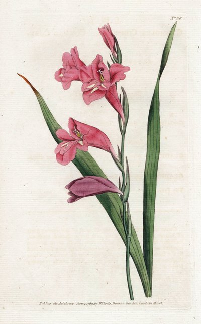 Common Glaieul - Litografi af James Sowerby (1757-1822), fra Botanical Magazine af William Curtis (1746-1799) af James Sowerby