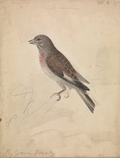 Almindelig Linnet af James Sowerby