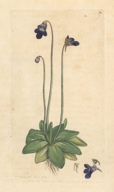 Almindelig smørurt, Pinguicula vulgaris (græsset) Håndfarvet kobberstik efter en illustration af James Sowerby fra James Smith