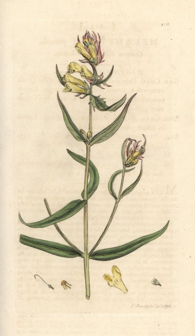 Almindelig kohvede, Melampyrum pratense (Melampyre des pres, Wood hirse, Cochelet, Yellow savory) Håndfarvet kobberstik efter en illustration af James Sowerby fra James Smith
