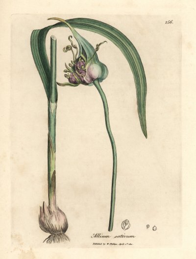 Almindelig dyrket hvidløg, Allium sativum af James Sowerby