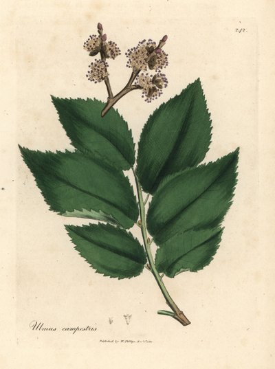 Almindelig elmetræ, Ulmus plainstris af James Sowerby