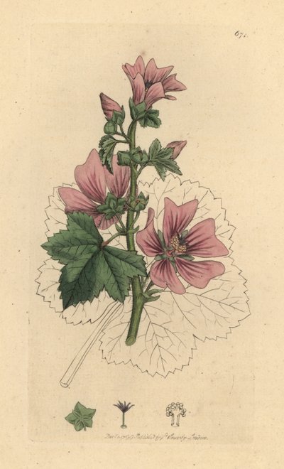 Almindelig mallow, Malva sylvestris Håndfarvet kobberstik efter en tegning af James Sowerby til James Smiths engelske botanik af James Sowerby