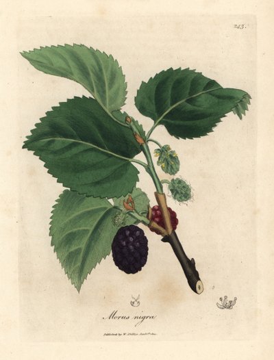 Almindelig morbærtræ, Morus nigra af James Sowerby