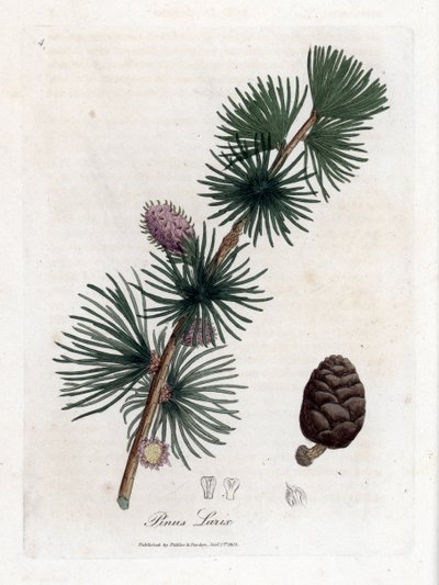 Almindelig eller europæisk meleze - europæisk lærketræ, Larix decidua. Håndfarvet kobberstik fra en botanisk illustration af James Sowerby fra William Woodville og Sir William Jackson Hookers "" Medical Botany,"" John Bohn, London af James Sowerby