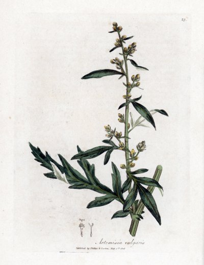 Almindelig eller vulgær bynke - Bynke, Artemisia vulgaris. Håndfarvet kobberstik fra en botanisk illustration af James Sowerby fra William Woodville og Sir William Jackson Hookers "" Medical Botany,"" John Bohn, London af James Sowerby