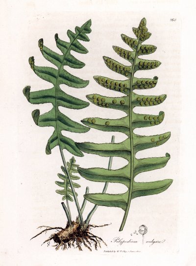 Almindelig polypoda eller trælakrids (bregne) - Almindelig polypode, Polypodium vulgare. Håndfarvet kobberstik fra en botanisk illustration af James Sowerby fra William Woodville og Sir William Jackson Hookers "" Medical Botany,"" John Bohn, London af James Sowerby