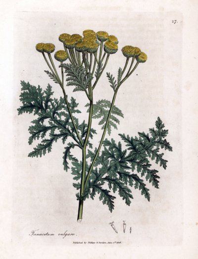 Almindelig reinfank eller stænk - Tansy, Tanacetum vulgare. Håndfarvet kobberstik fra en botanisk illustration af James Sowerby fra William Woodville og Sir William Jackson Hookers "" Medical Botany,"" John Bohn, London af James Sowerby