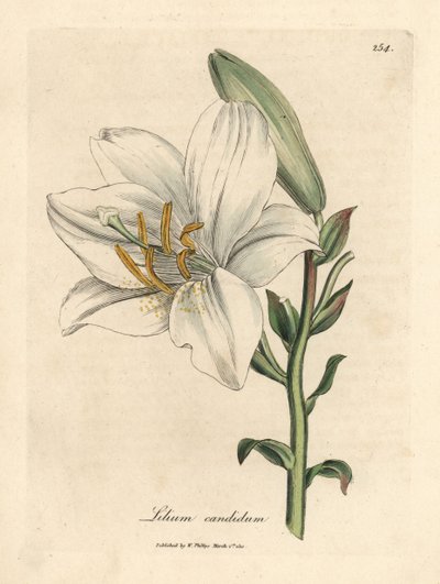 Almindelig hvid lilje af James Sowerby