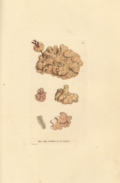 Coralline art, Corallina auriculariaeformis. (Cactus coralline, Halimedia opuntia?) Håndfarvet kobberstik af James Sowerby fra The British Miscellany, eller farvede figurer af nye, sjældne eller lidet kendte dyreemner. af James Sowerby