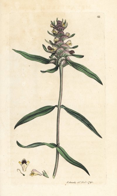 Crested cowheat, Melampyrum cristatum (Melampyre) Håndfarvet kobberstik efter en illustration af James Sowerby fra James Smith