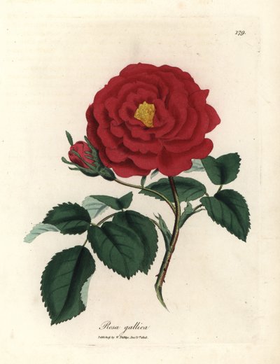 Crimson officinal rose, Rosa gallica af James Sowerby
