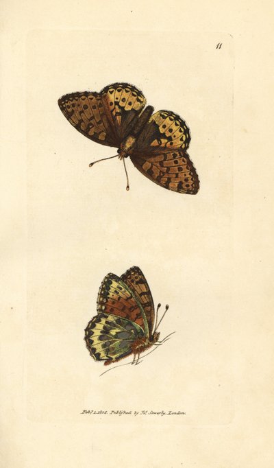 Mørkegrøn fritillary, Argynnis aglaia (Charlotte sommerfugl, Papilio charlotta). Håndfarvet kobberstik af James Sowerby fra The British Miscellany, eller farvede figurer af nye, sjældne eller lidet kendte dyreemner. af James Sowerby