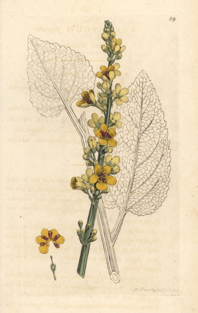 Mørk mullein, Verbasum nigrum (sort molene) Håndfarvet kobberstik efter en illustration af James Sowerby fra James Smith