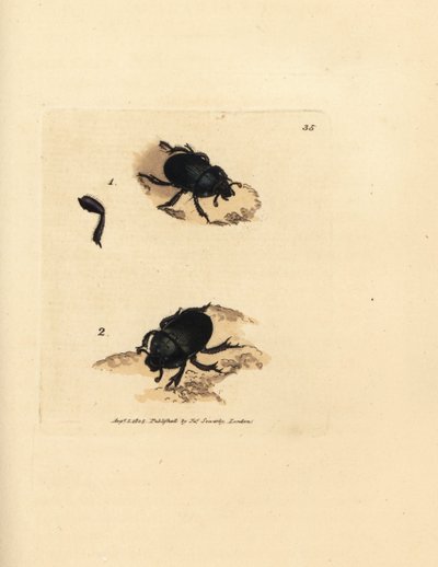 Dorbille eller jordborende møgbille, Geotrupes puncticollis (Scarabaeus spiniger). Håndfarvet kobberstik af James Sowerby fra The British Miscellany, eller farvede figurer af nye, sjældne eller lidet kendte dyreemner. af James Sowerby