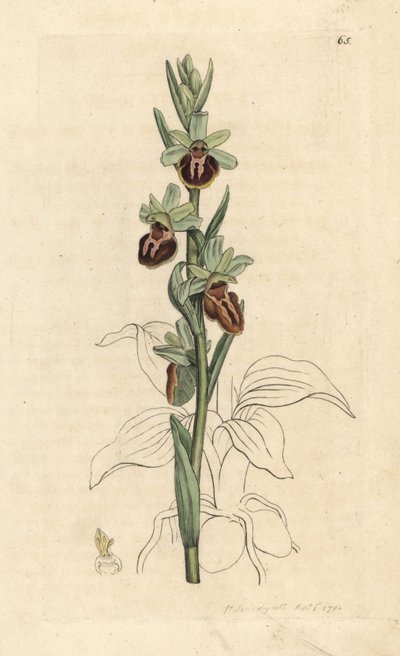Tidlig edderkoporkidé, Ophrys sphegodes (Spider orchis, Ophrys aranifera). Håndfarvet kobberstik efter en illustration af James Sowerby fra James Smith