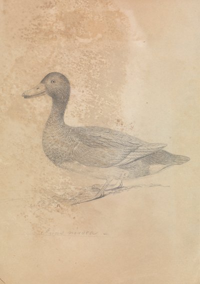 Jernholdig and af James Sowerby