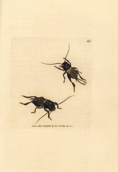 Markcricket, Gryllus campestris (Accheta campestris). Håndfarvet kobberstik af James Sowerby fra The British Miscellany, eller farvede figurer af nye, sjældne eller lidet kendte dyreemner. af James Sowerby