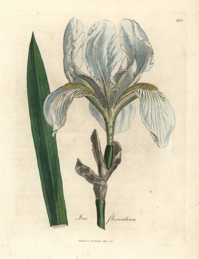 Florentinsk regnbue, florentinsk regnbue af James Sowerby