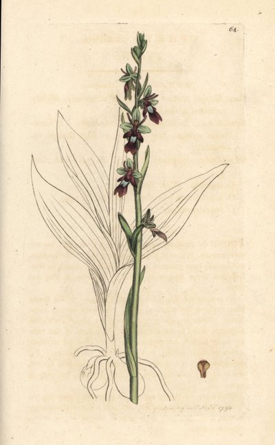Flueorkidé, Ophrys insectifera (Fly orchis, Ophrys muscifera). Håndfarvet kobberstik efter en illustration af James Sowerby fra James Smith