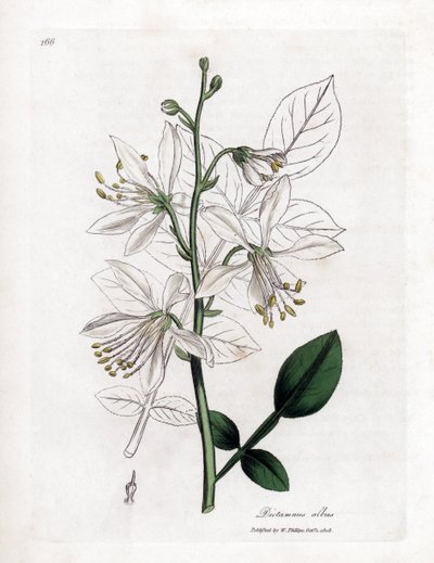 Fraxinelle - White Fraxinella eller Basard Dittany, Dictamnus Albus. Håndfarvet kobberplade -gravering fra en botanisk illustration af James Sowerby fra William Woodville og Sir William Jackson Hookers "" Medical Botany "," John Bohn, London af James Sowerby