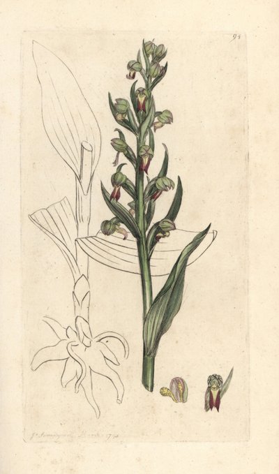 Frøorkidé, Dactylorhiza viridis (Frø satyrion eller orchis, Satyrium viride). Håndfarvet kobberstik efter en illustration af James Sowerby fra James Smith
