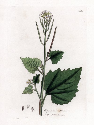Hvidløgssennep, Alliaria petiolata. Håndfarvet kobberstik fra en botanisk illustration af James Sowerby fra William Woodville og Sir William Jackson Hookers "" Medical Botany,"" John Bohn, London af James Sowerby