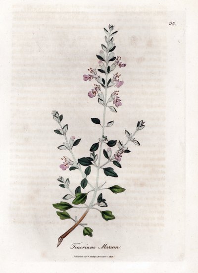 Germandree marum eller germandree af katte - Kattimian, Teucrium marum. Håndfarvet kobberstik fra en botanisk illustration af James Sowerby fra William Woodville og Sir William Jackson Hookers "" Medical Botany,"" John Bohn, London af James Sowerby