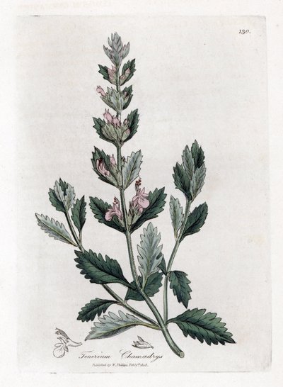 Germandree petit oak - Almindelig germander, Teucrium chamaedrys. Håndfarvet kobberstik fra en botanisk illustration af James Sowerby fra William Woodville og Sir William Jackson Hookers "" Medical Botany,"" John Bohn, London af James Sowerby
