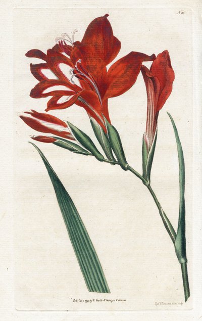 Glaieul cardinal - Litografi af James Sowerby (1757-1822), fra Botanical Magazine af William Curtis (1746-1799) af James Sowerby