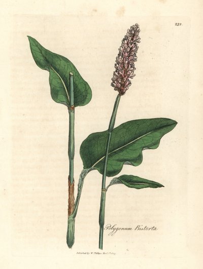 Større bistort, Polygonum bistorta af James Sowerby