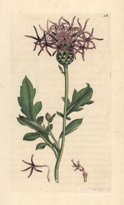 Større knapweed, Centaurea scabiosa (Centauree scabieuse) Håndfarvet kobberstik efter en illustration af James Sowerby fra James Smith