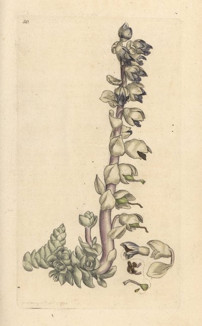 Større tandurt, Lathraea squamaria (Grande cardamine) Håndfarvet kobberstik efter en illustration af James Sowerby fra James Smith