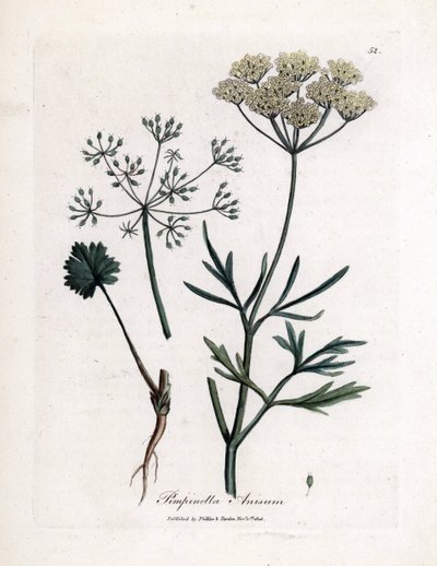 Grøn anis (Pimpinella anisum). Håndfarvet kobberstik fra en illustration af James Sowerby. Uddrag fra William Woodvilles og Sir William Jackson Hookers bog "" Botanique medicinale"" 1832. Den utrættelige Sowerby (1757-1822) trak mere end af James Sowerby