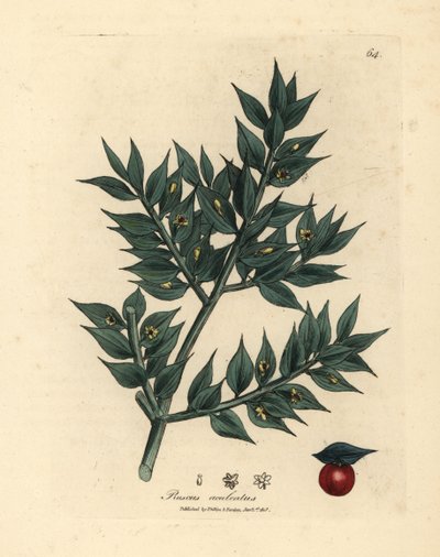 Grønblomstret slagterkost, Ruscus aculeatus af James Sowerby