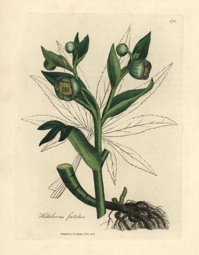 Grønblomstret stinkende hellebore eller bjørnefod, Helleborus foetidus af James Sowerby