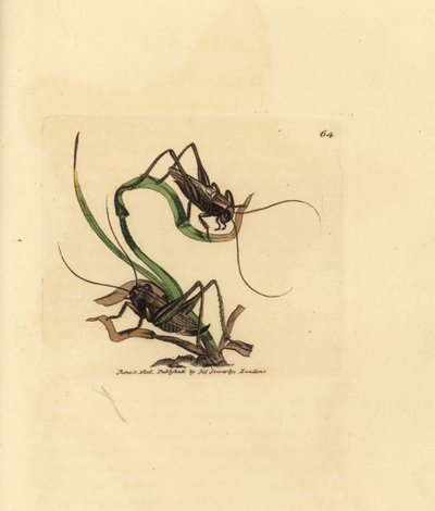 Grå buskcricket, Platycleis grisea (Grå græshoppe, Locust grisea). Håndfarvet kobberstik af James Sowerby fra The British Miscellany, eller farvede figurer af nye, sjældne eller lidet kendte dyreemner. af James Sowerby